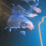 Á SJÓKVÍAELDI RÉTT Á SÉR HÉR VIÐ LAND?