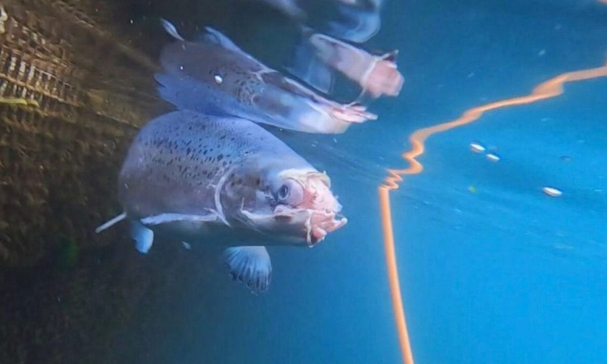 Dómur sem gæti gert það erfiðara að ala matfisk í sjó